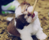 Shih Tzu Puppies For Sale Lone Star Pups